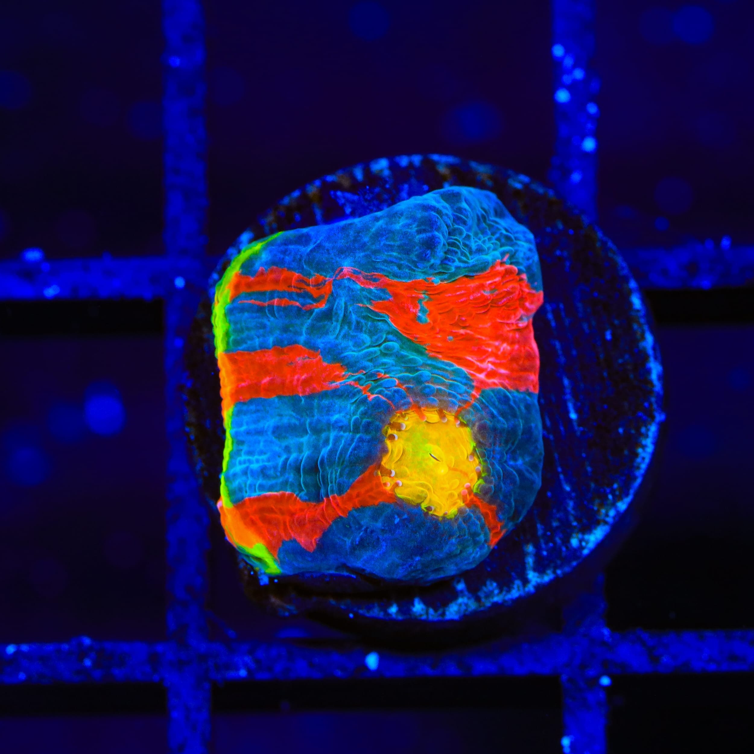 Jelly Bean Chalice Coral