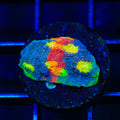 Jelly Bean Chalice Coral