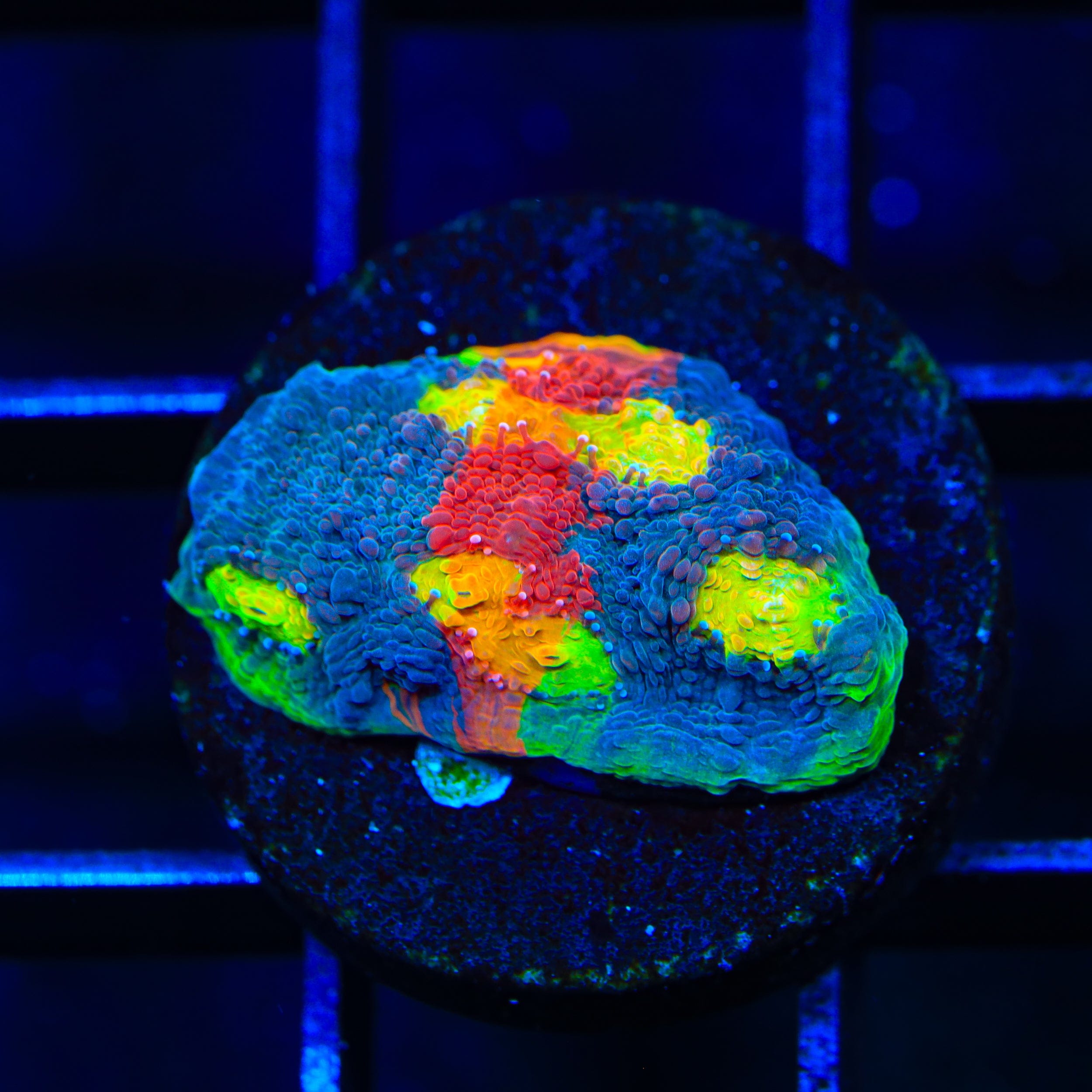 Jelly Bean Chalice Coral