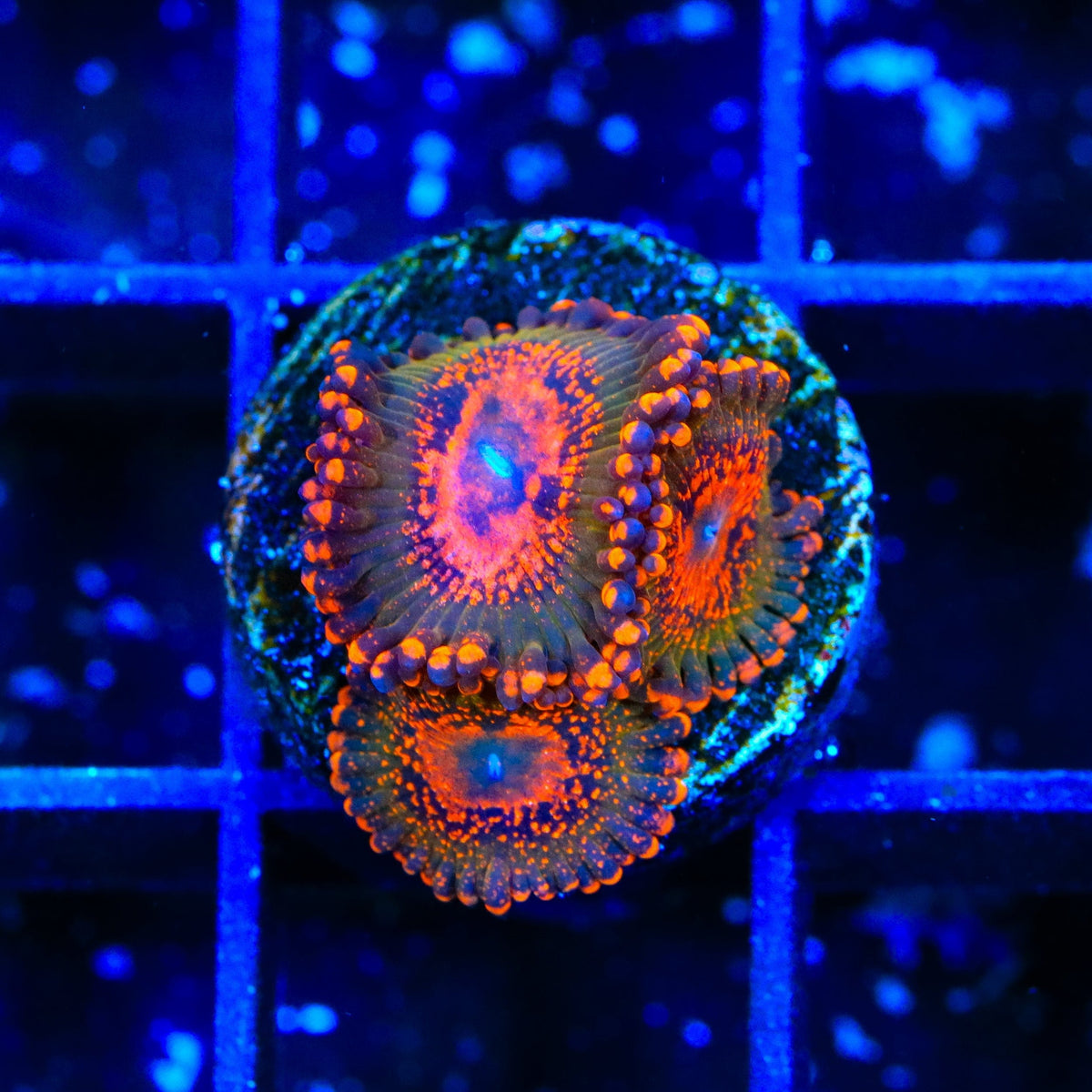 JF Azz Krak Zoanthids Coral