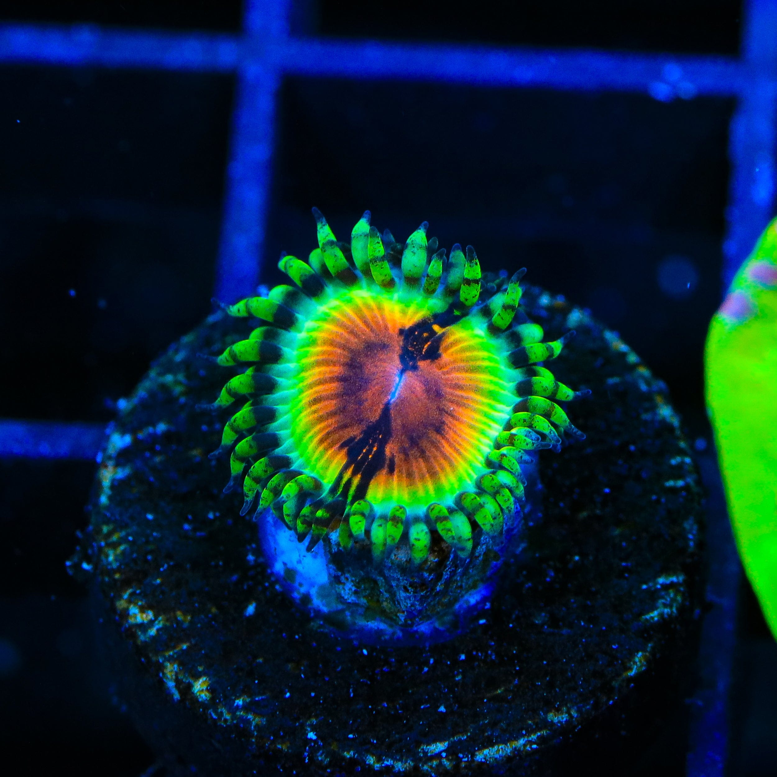 JF Bloodshot Zoanthids Coral