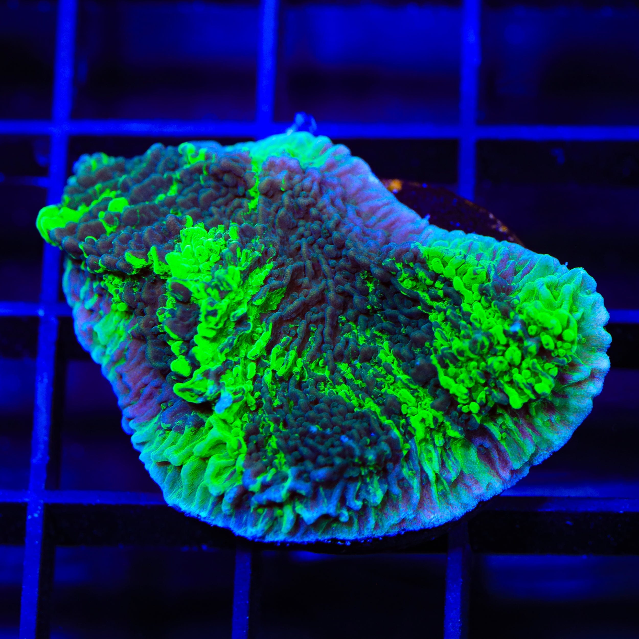 JF Cold Fusion Grafted Montipora Coral
