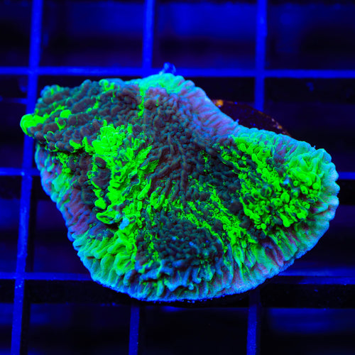 JF Cold Fusion Grafted Montipora Coral