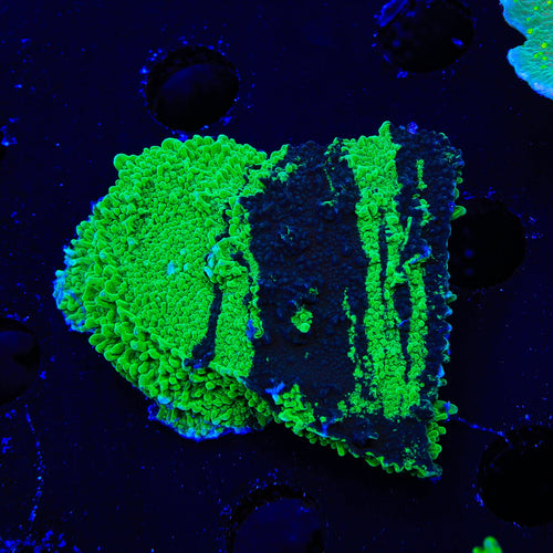 JF Cold Fusion Grafted Montipora XL Frag Coral