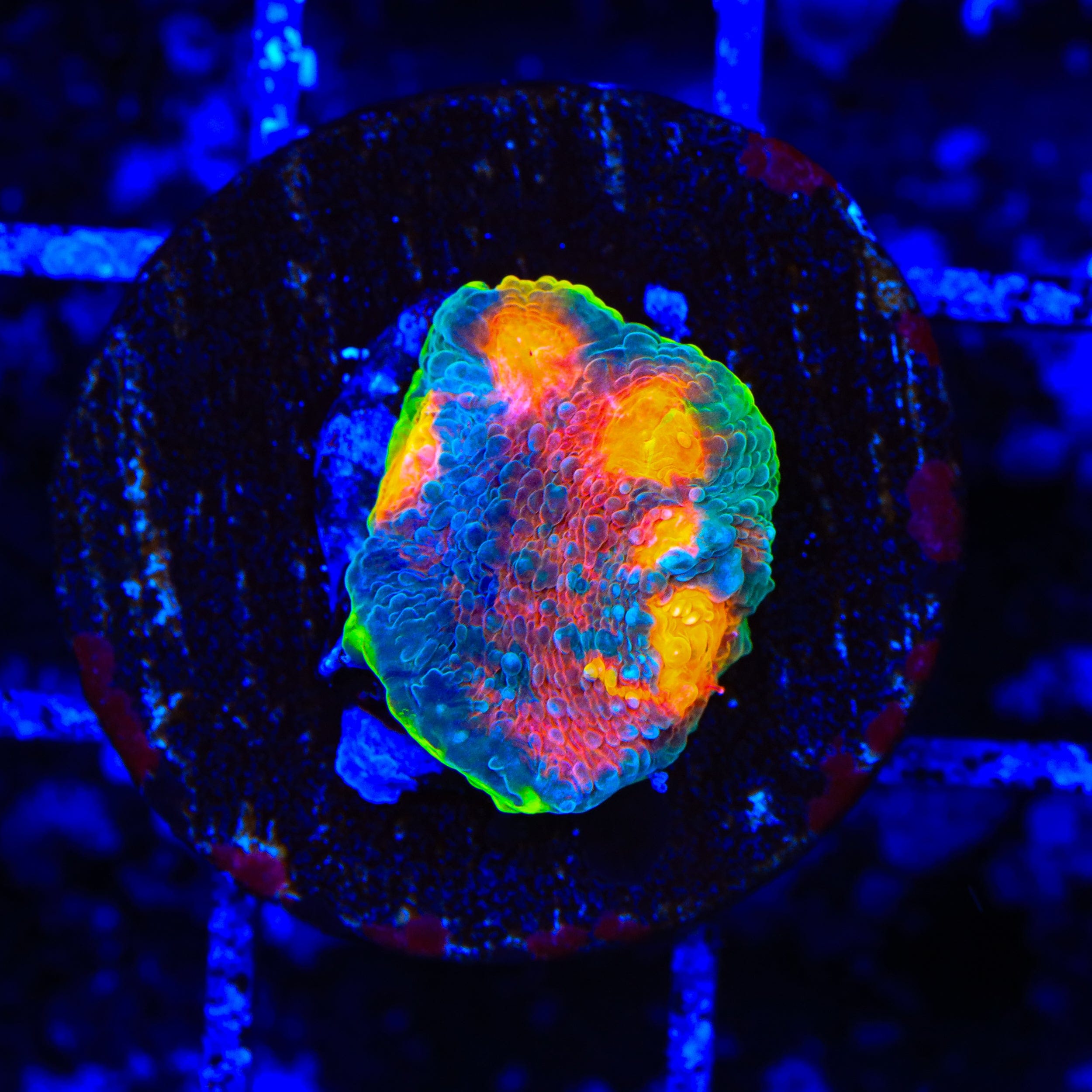 JF Crazy Fox Chalice Coral