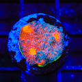 JF Crazy Fox Chalice Coral