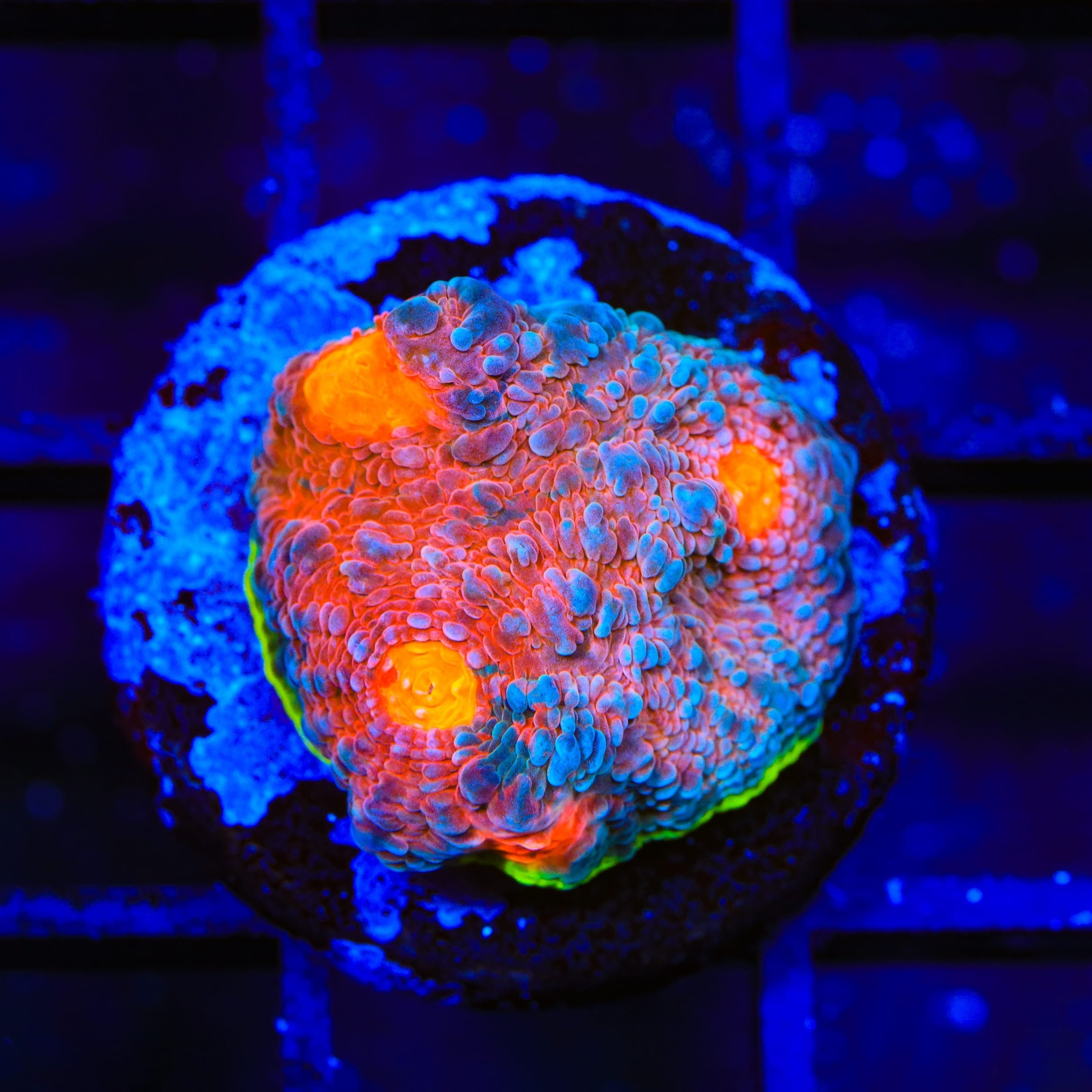 JF Crazy Fox Chalice Coral