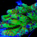 JF Fantasy Island Acropora Coral