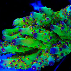 JF Fantasy Island Acropora Coral