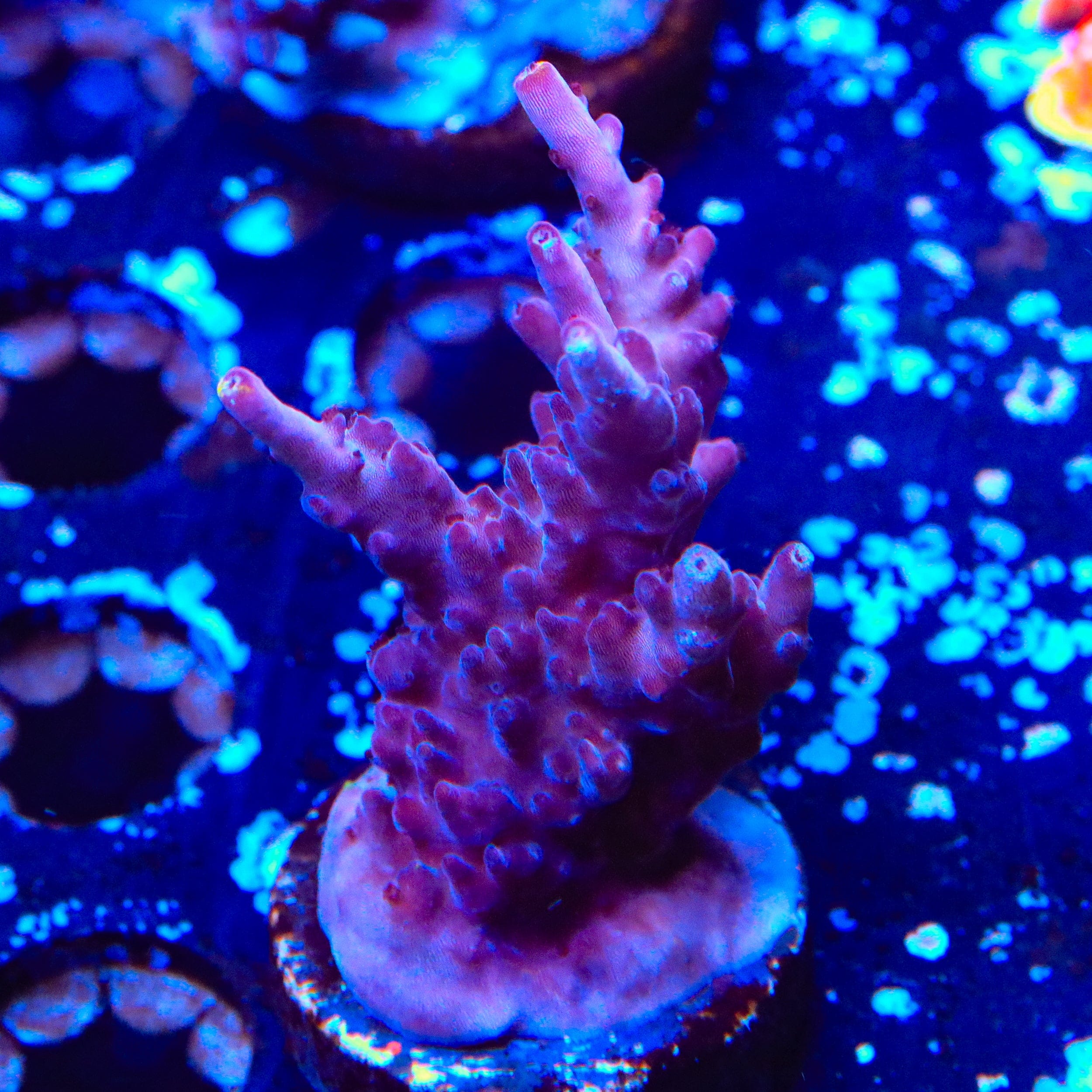 JF Fox Flame Acropora XL Frag Coral
