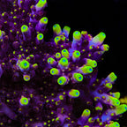 JF Fox Flame Acropora XL Frag Coral