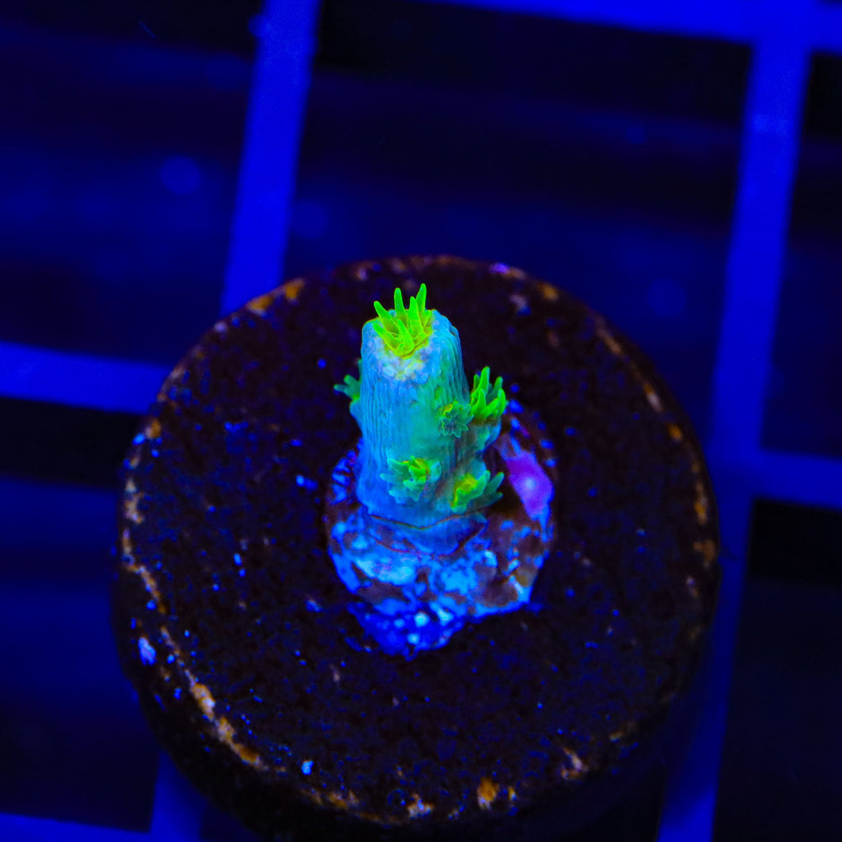 JF Homewrecker Tenuis Acropora Coral