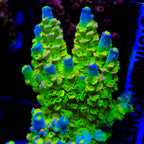 JF Homewrecker Tenuis Acropora Coral