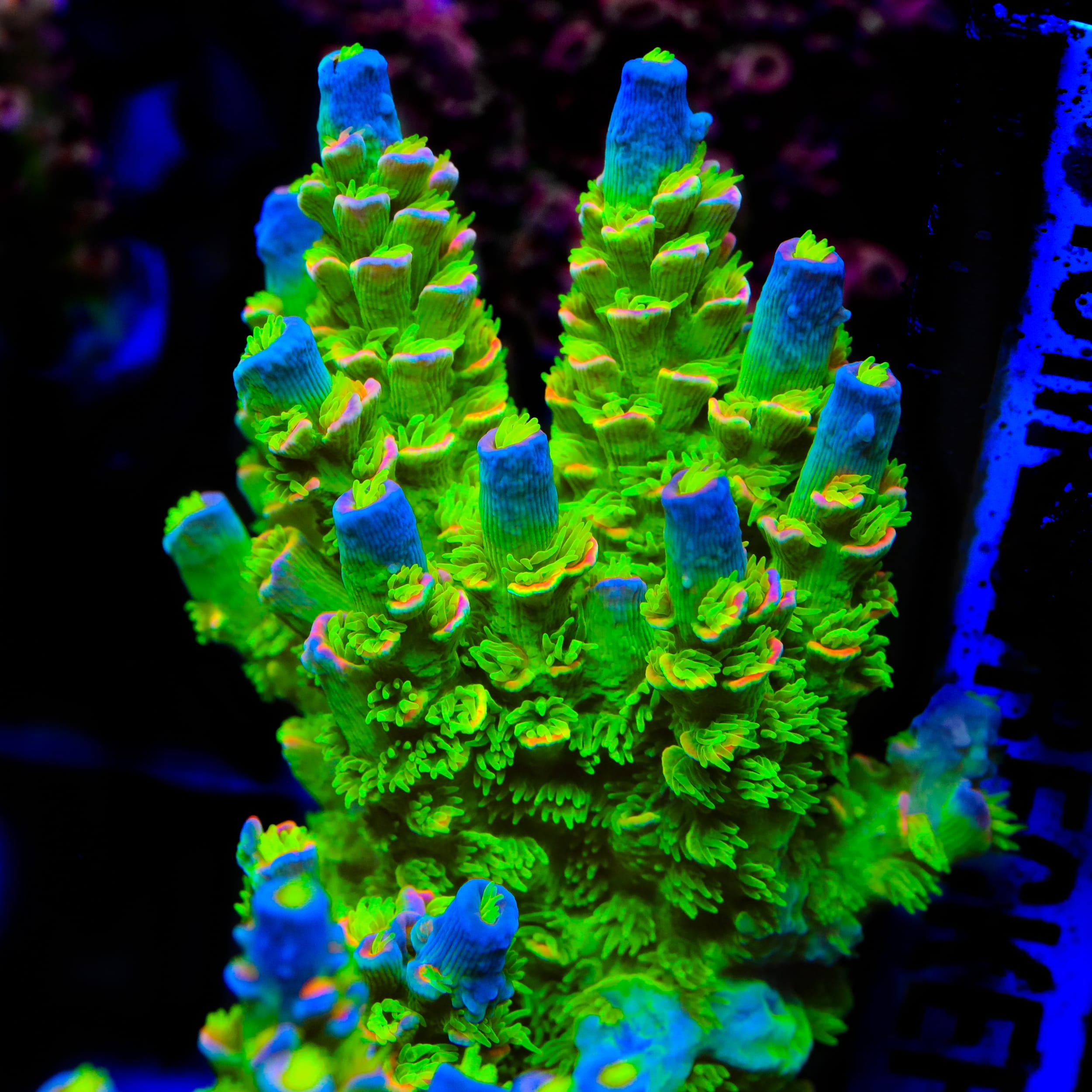 JF Homewrecker Tenuis Acropora Coral