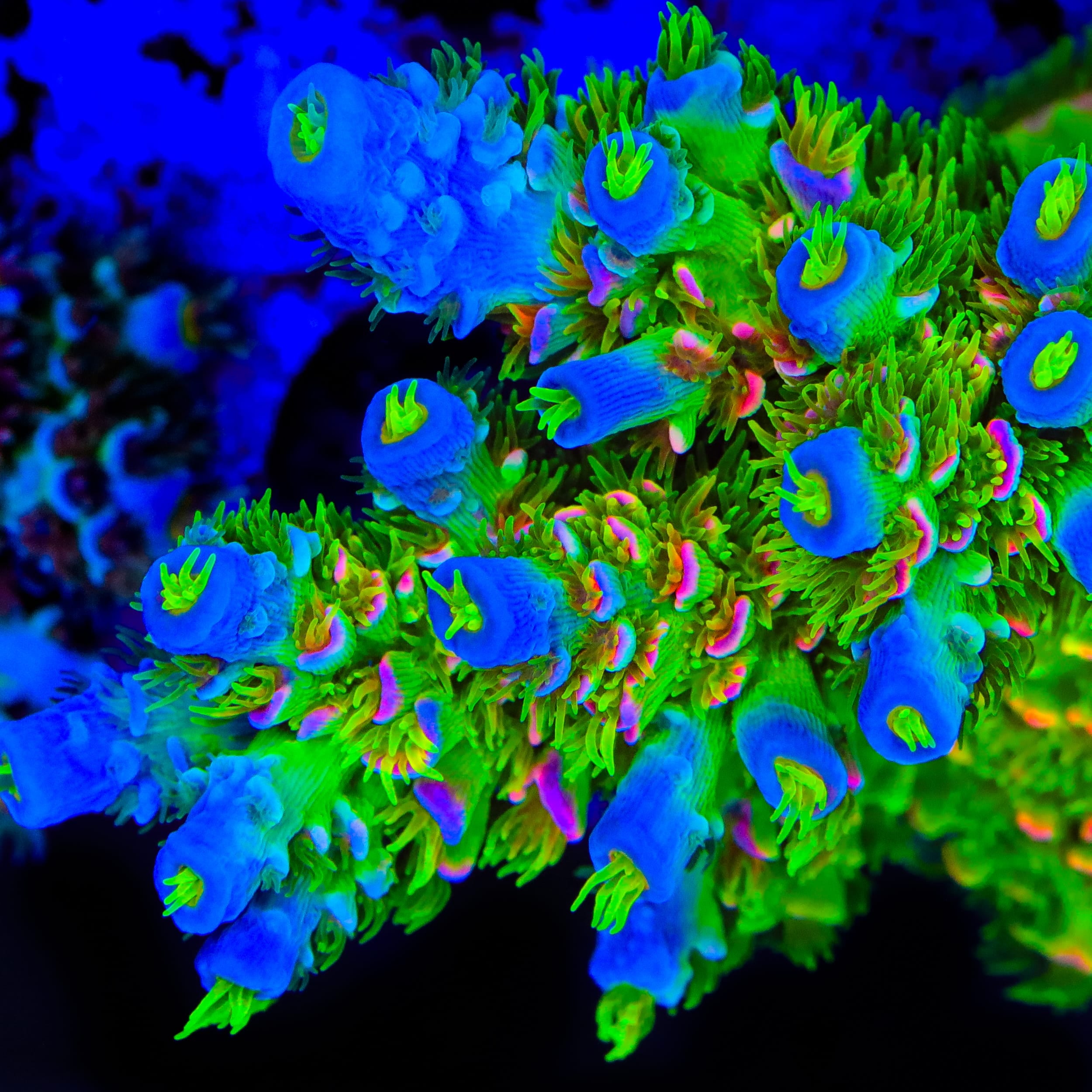 JF Homewrecker Tenuis Acropora Coral