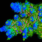 JF Homewrecker Tenuis Acropora Coral