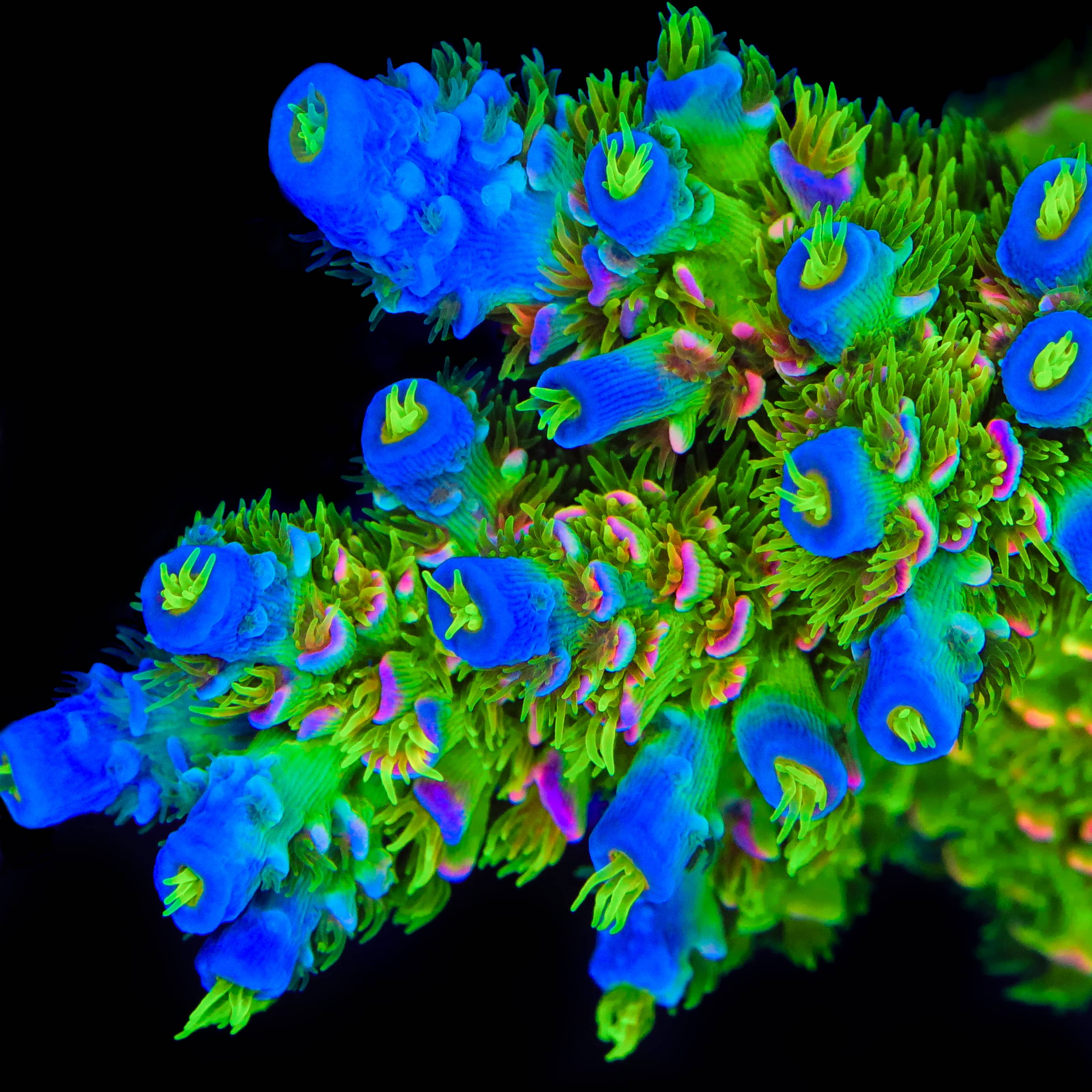 JF Homewrecker Tenuis Acropora Coral