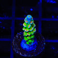 JF Homewrecker Tenuis Acropora Coral