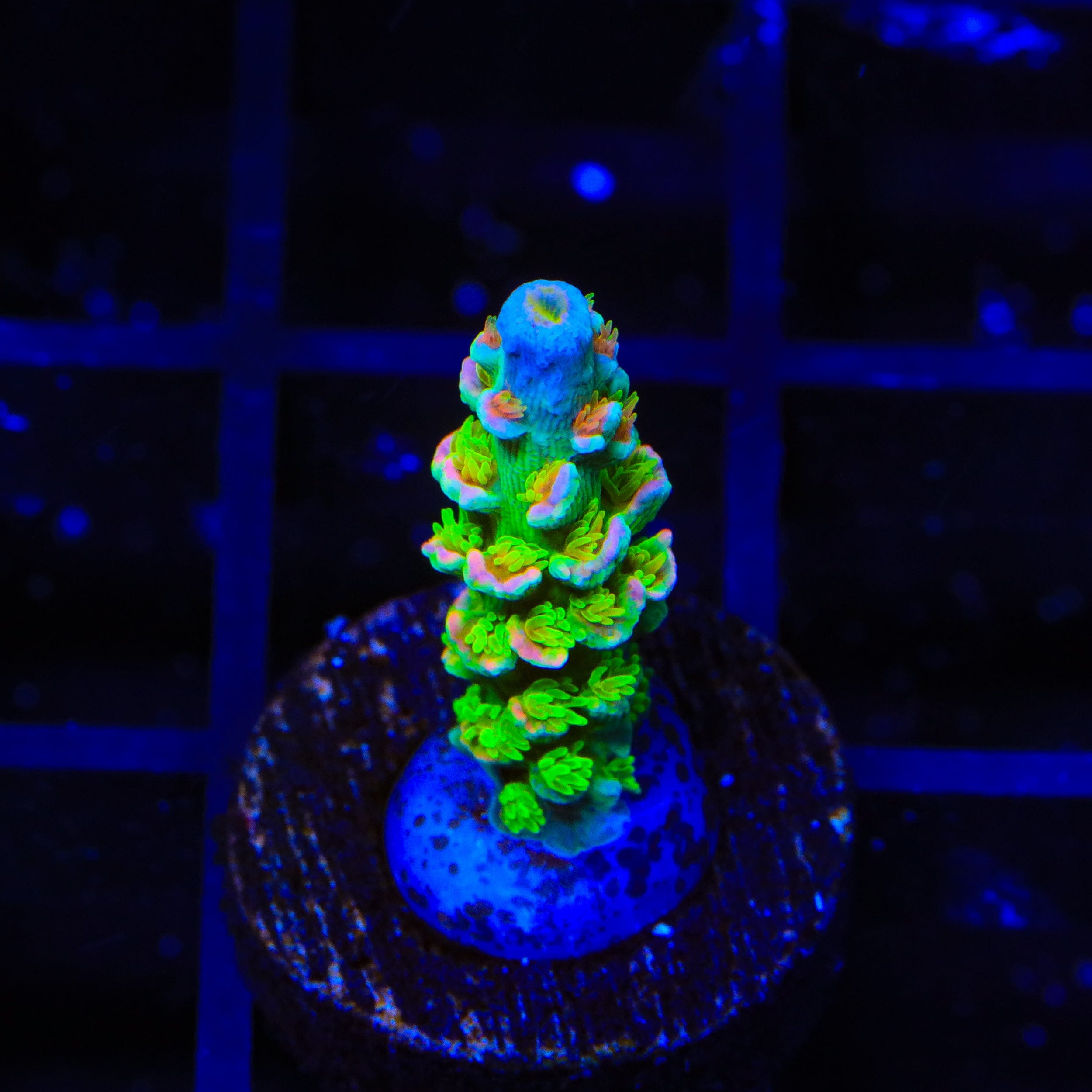 JF Homewrecker Tenuis Acropora Coral