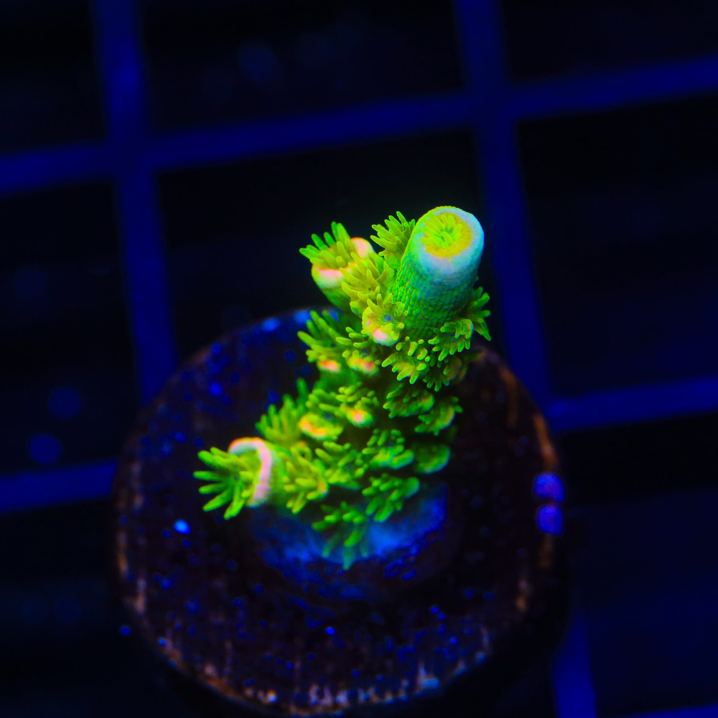 JF Homewrecker Tenuis Acropora Coral