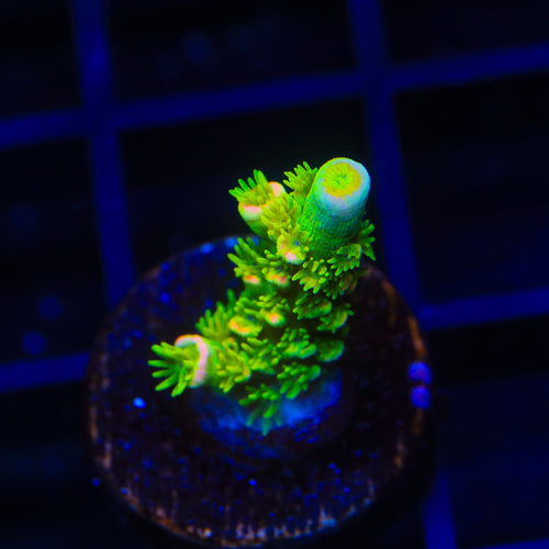 JF Homewrecker Tenuis Acropora Coral