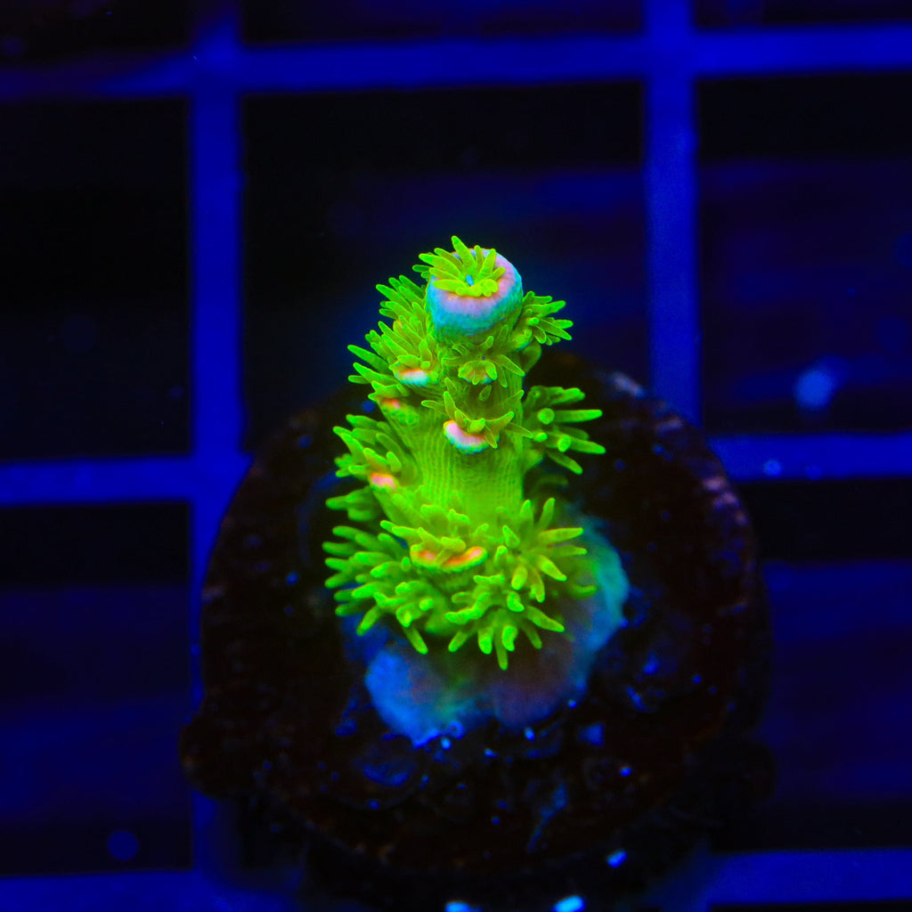 JF Homewrecker Tenuis Acropora Coral