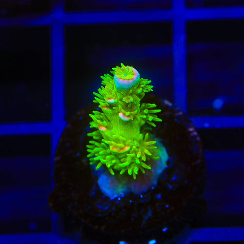 JF Homewrecker Tenuis Acropora Coral