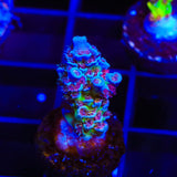 JF Jolt Acropora Coral