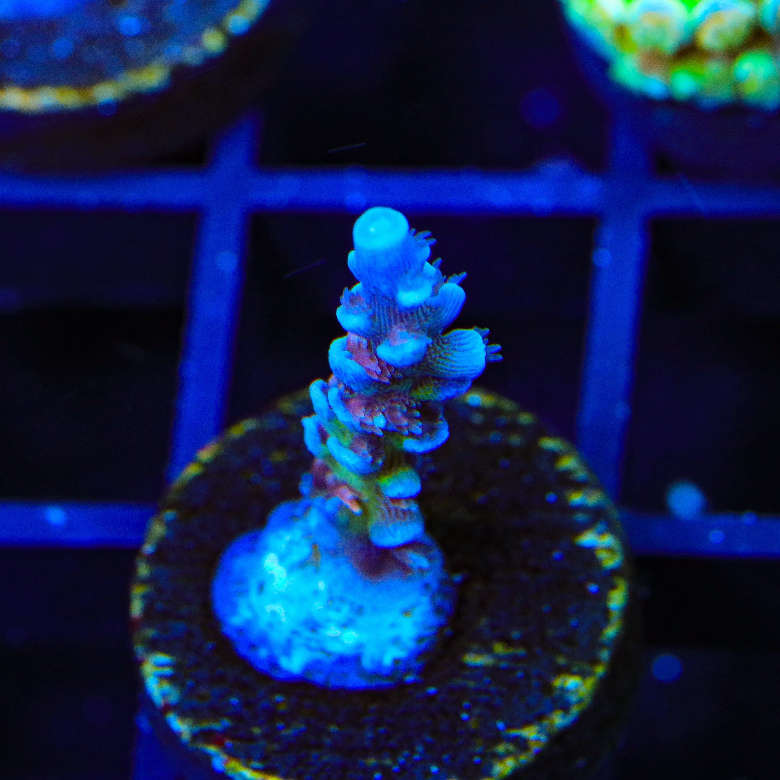 JF Jolt Acropora Coral