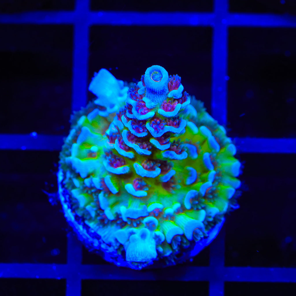 JF Jolt Acropora Coral