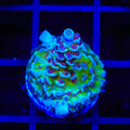 JF Jolt Acropora Coral