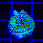 JF Jolt Acropora Coral