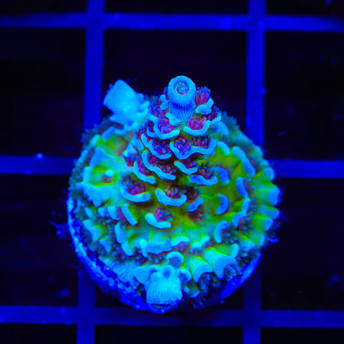 JF Jolt Acropora Coral