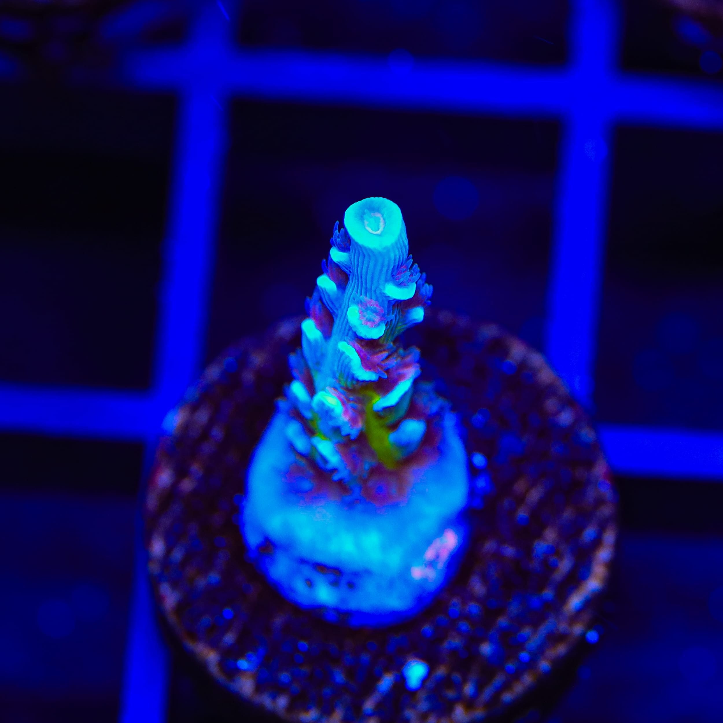 JF Jolt Acropora Coral