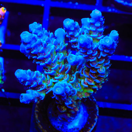 JF Jolt Acropora XL Frag Coral
