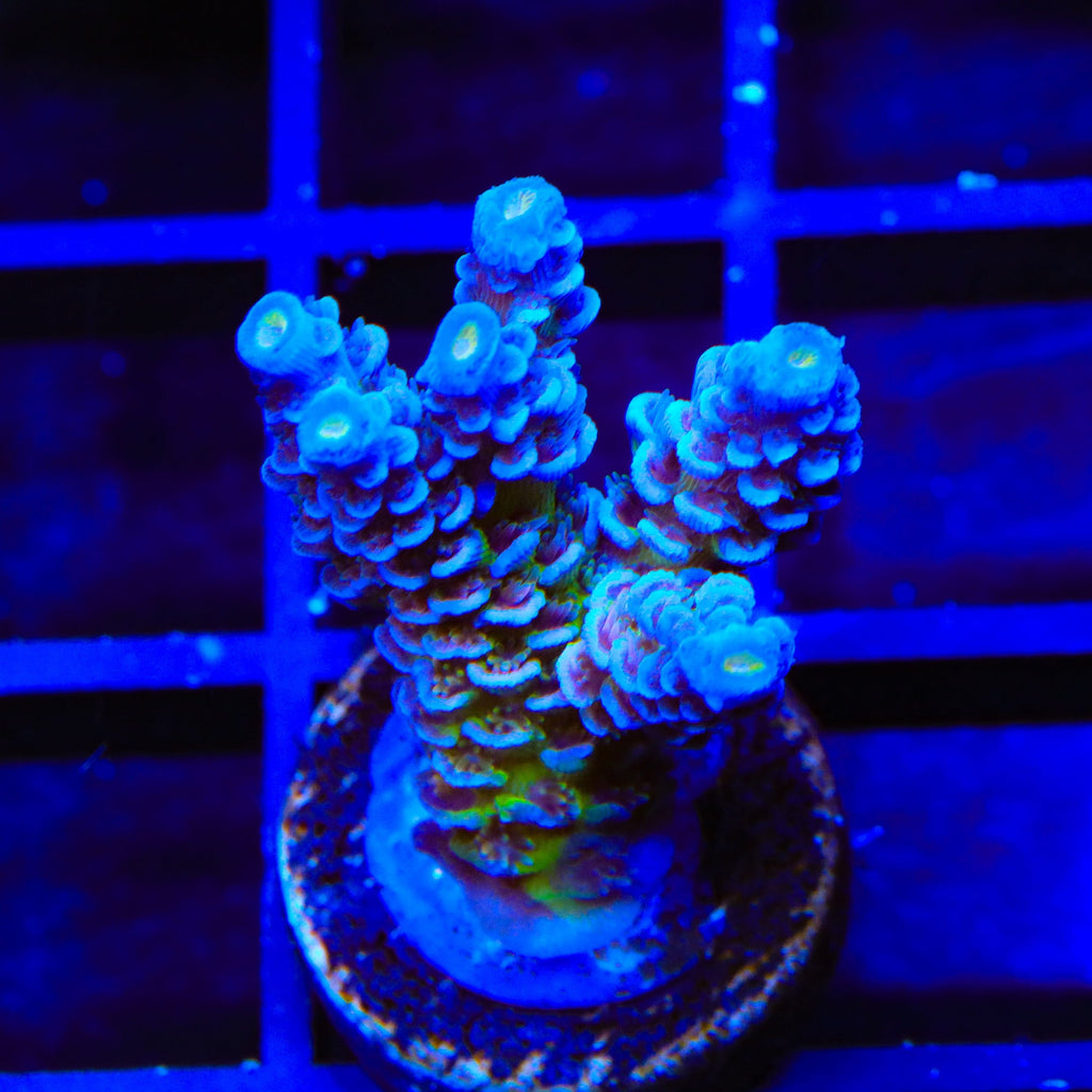 JF Jolt Acropora XL Frag Coral