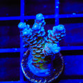 JF Jolt Acropora XL Frag Coral