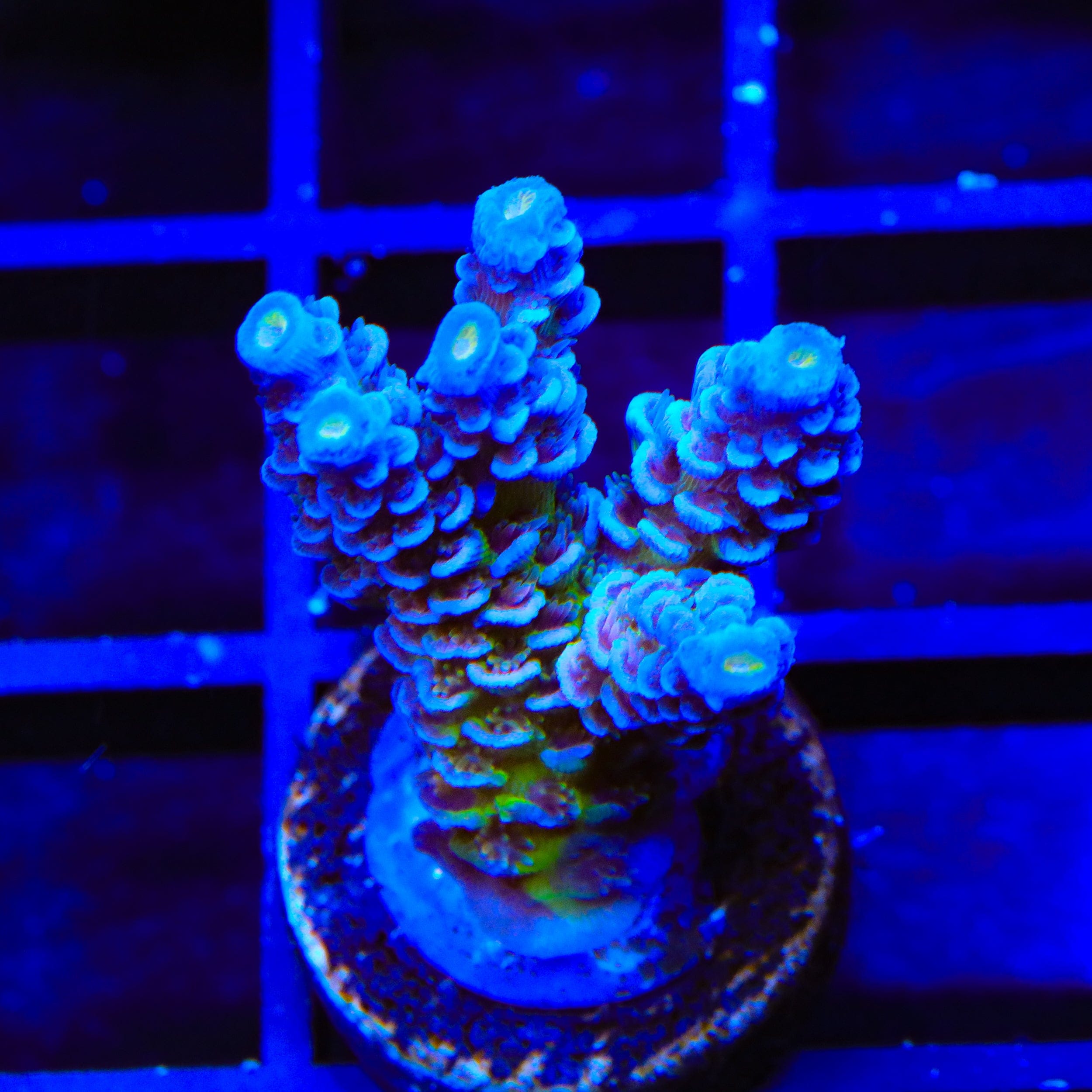 JF Jolt Acropora XL Frag Coral