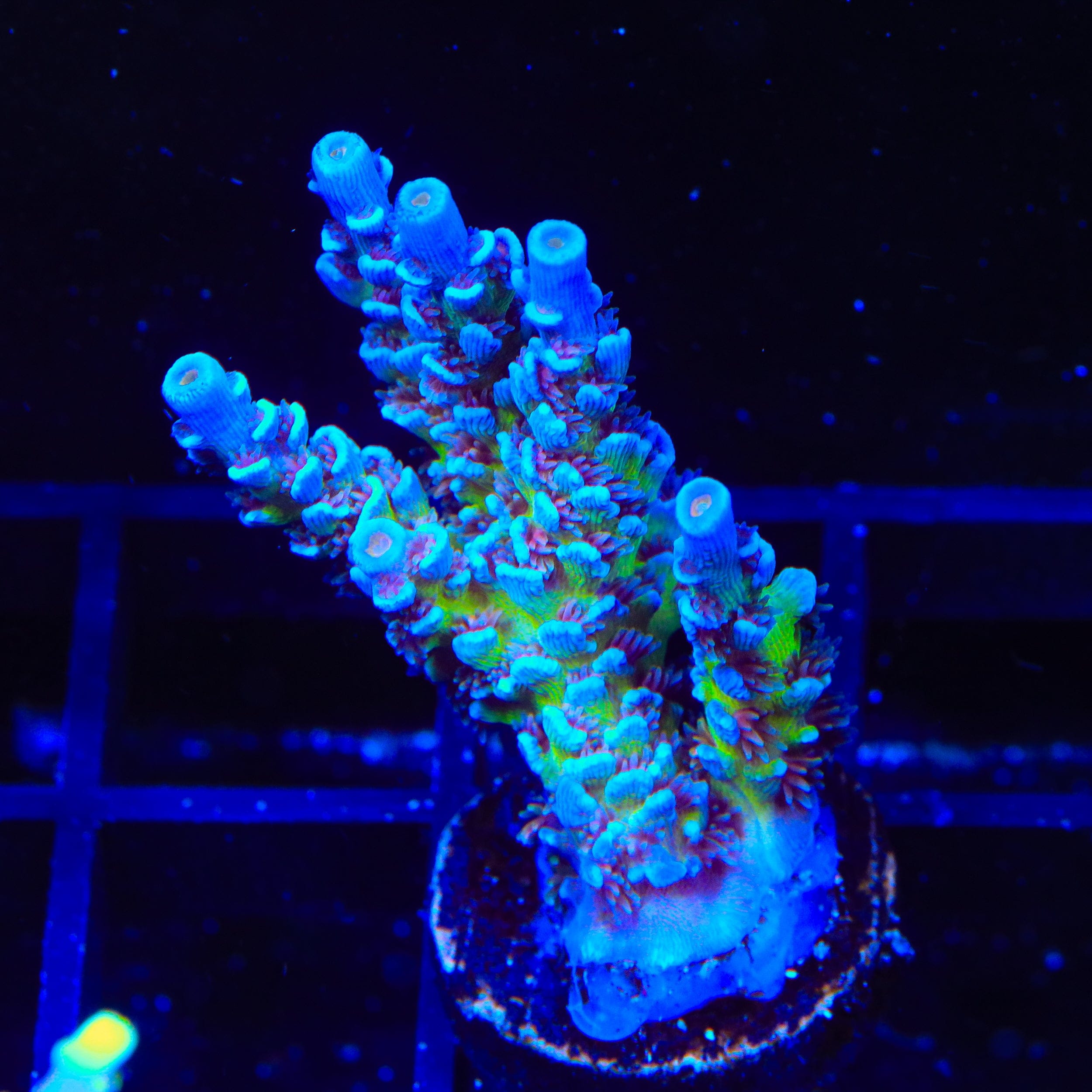 JF Jolt Acropora XL Frag Coral – Top Shelf Aquatics