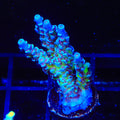 JF Jolt Acropora XL Frag Coral