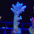 JF Jolt Acropora XL Frag Coral