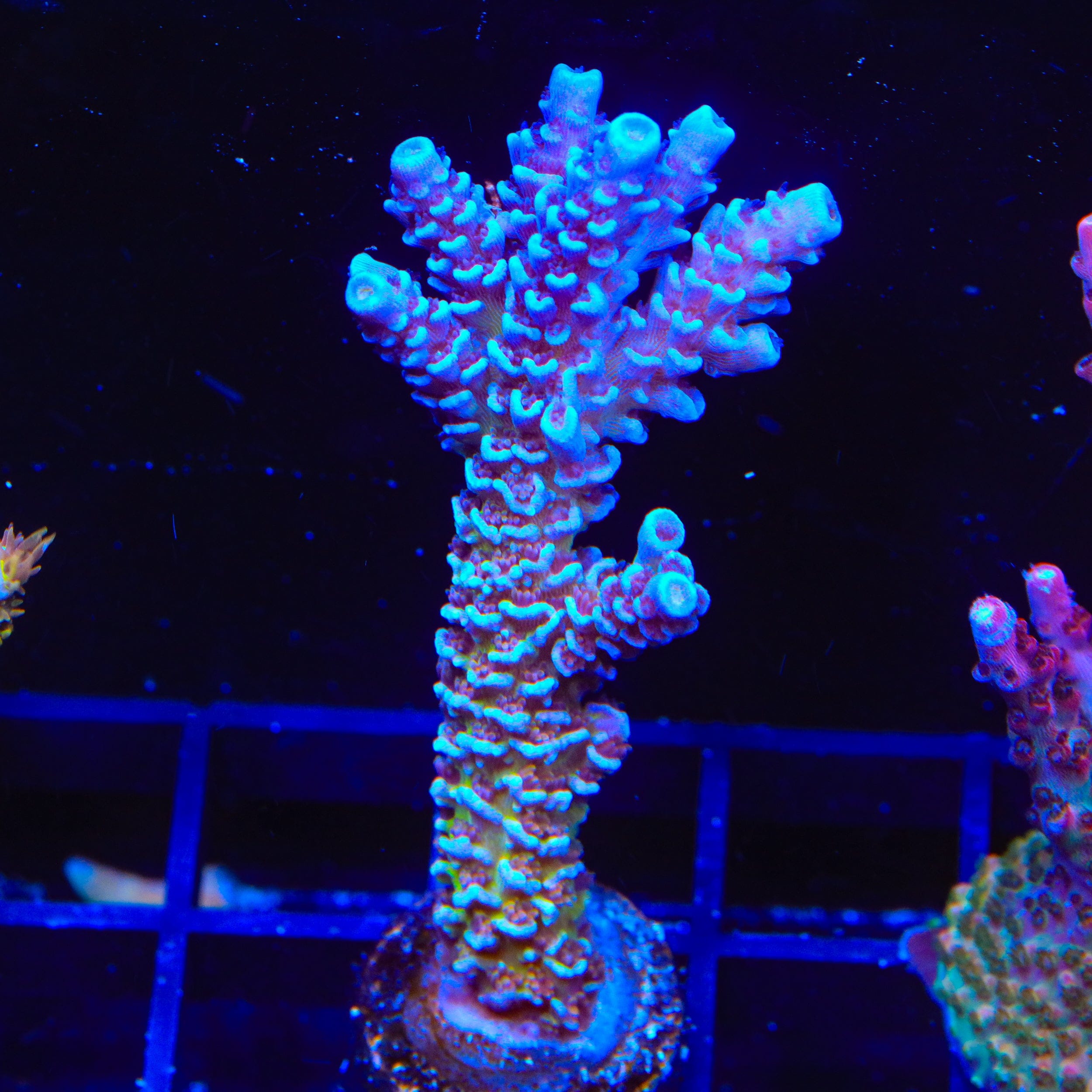 JF Jolt Acropora XL Frag Coral