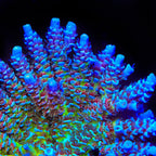 JF Jolt Acropora XL Frag Coral