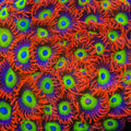 JF Las Vegas Strip Zoanthids Coral