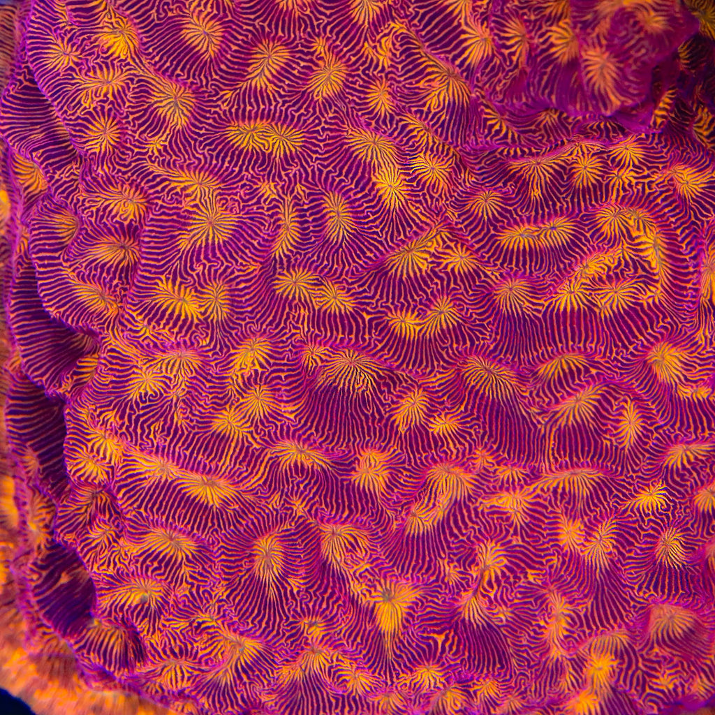 JF Lunar Landing Leptoseris Coral