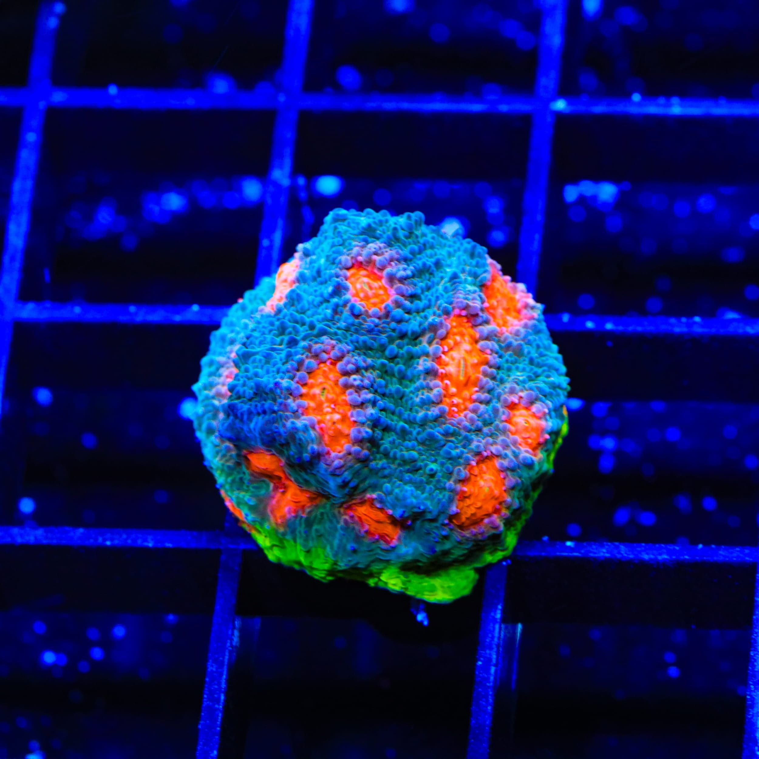 JF My Miami Chalice Coral