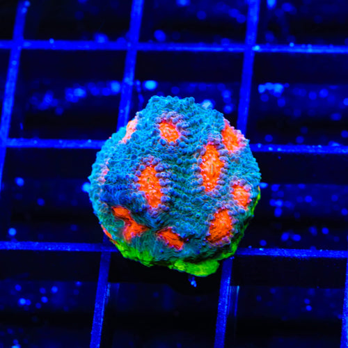 JF My Miami Chalice Coral