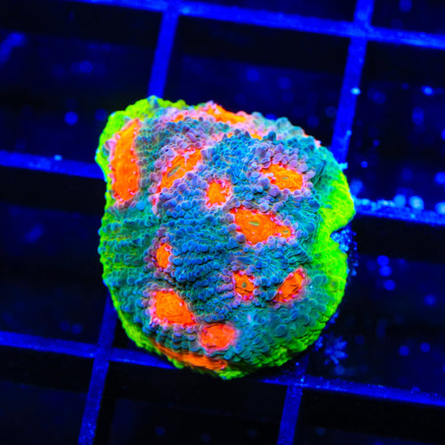 JF My Miami Chalice Coral