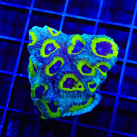 JF Purple People Eater Favia XL Frag Coral