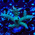 JF Shocktart Acropora XL Frag Coral